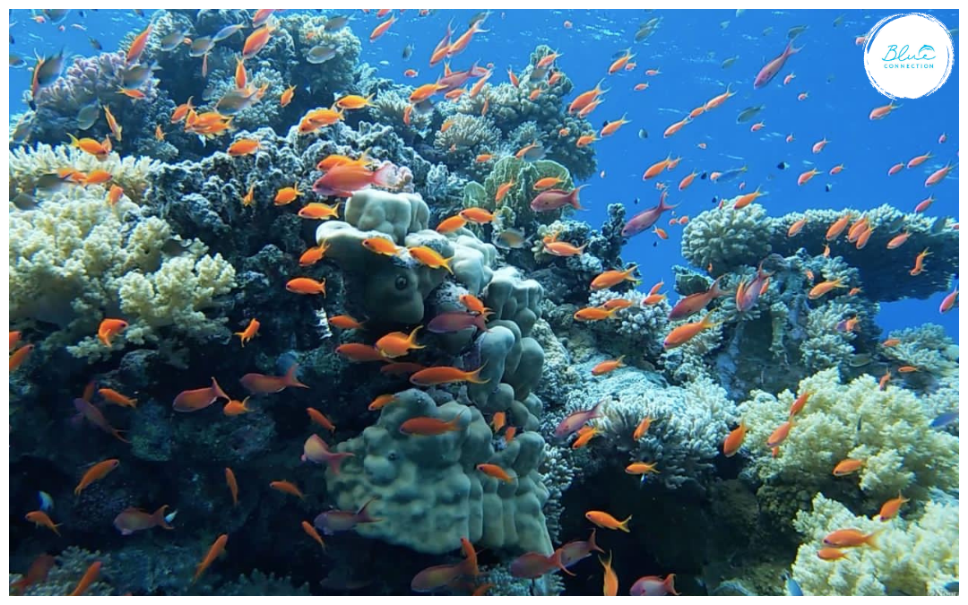 Podwodny świat Sataya Dolphin Reef