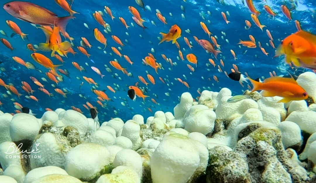 Snorkowanie na rafie koralowej w Sataya Dolphin Reef