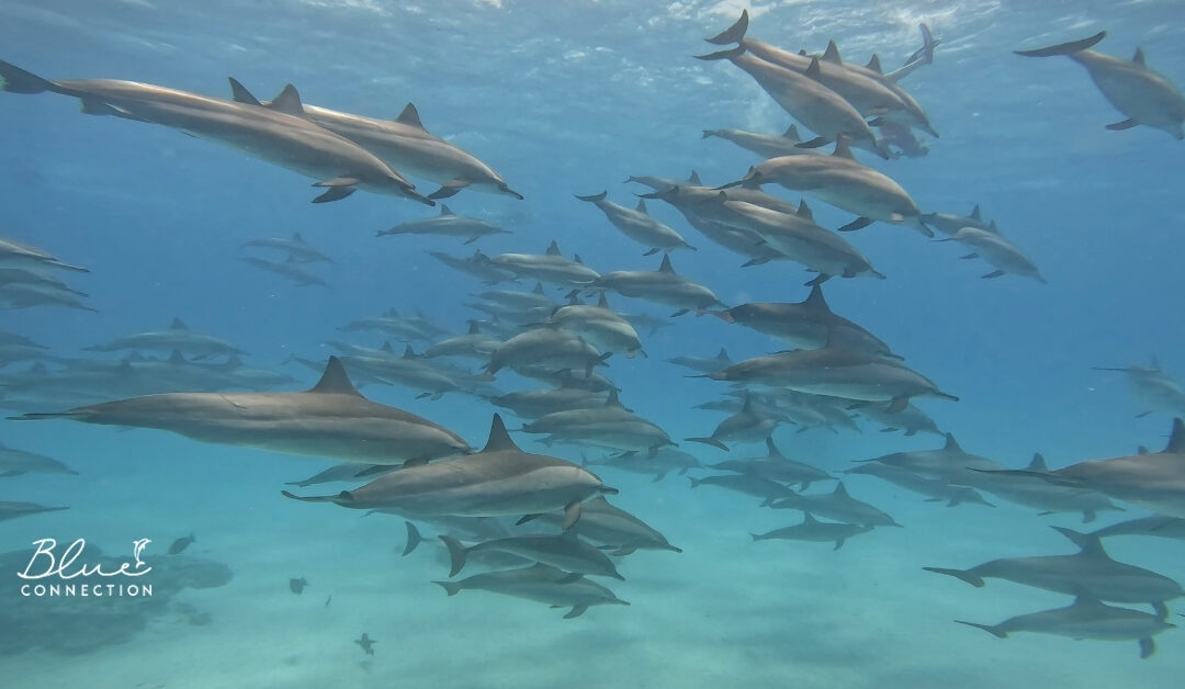 Czy delfiny w Sataya są naprawdę dzikie?