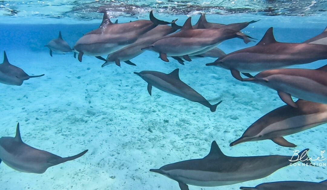 Pływanie z dzikimi delfinami – dlaczego to doświadczenie tak silnie wpływa na emocje? Fakty, mity i nauka