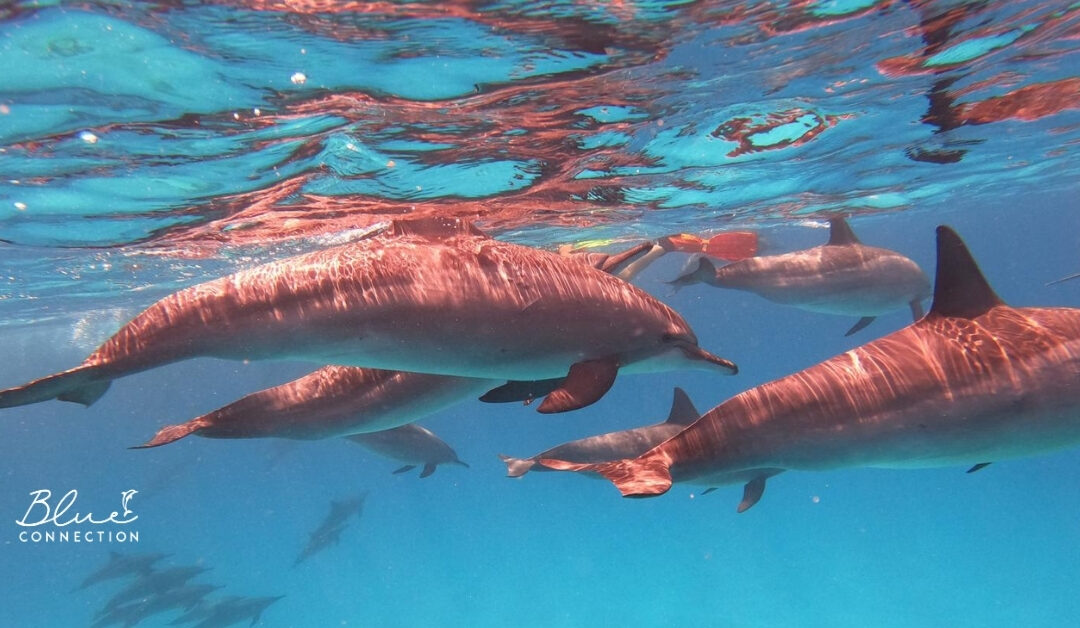 Dlaczego Sataya to dom delfinów, a nie tylko przystanek?