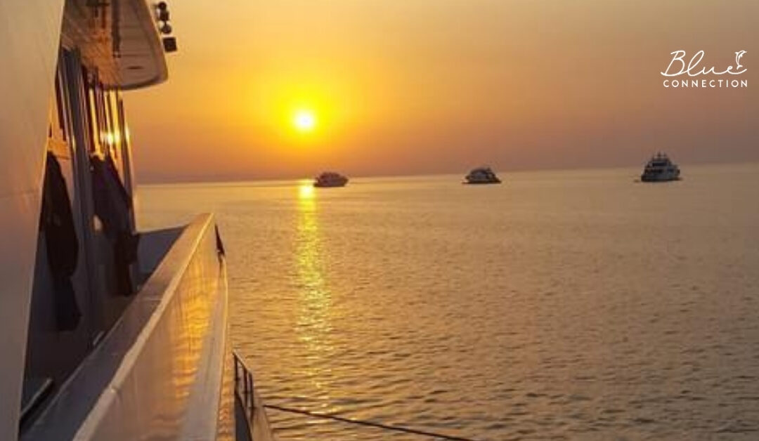 Dlaczego Sataya Dolphin Reef to najbardziej zaskakujący pomysł na urlop, na jaki wpadniesz w tym roku?